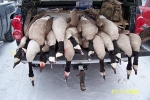 walnut creek hunt geese